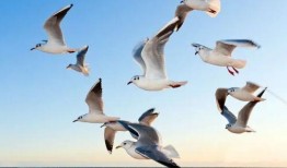 海鸥官方爆料视频大全集